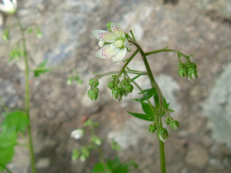Saxifraga rotundifolia / Saxifraga a foglie rotonde